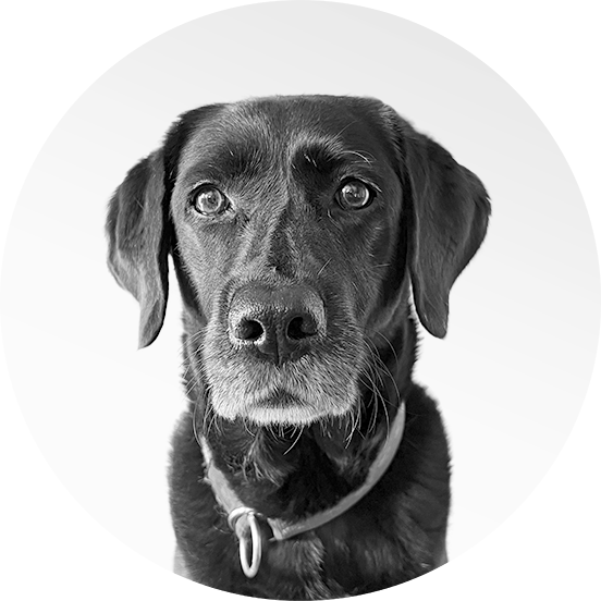 Indra, Labrador Retriever und Chief Happiness Officer, genießt Gourmet-Mahlzeiten.